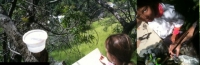 #6 66_inthetrees.jpg